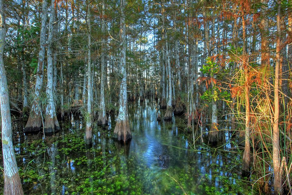 Peering into a cypress dome, Everglades National Park / National Park Service