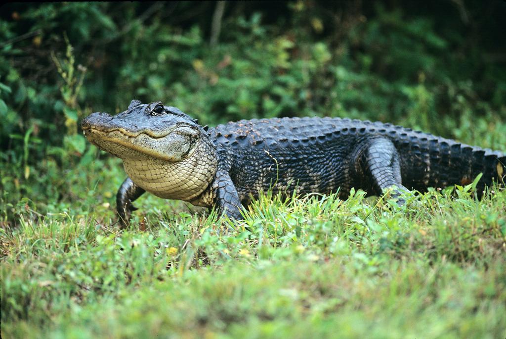 American alligator, Everglades National Park / U.S. Department of Agriculture