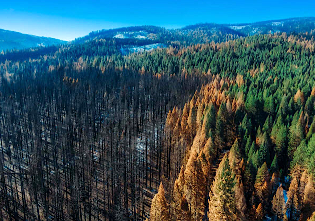 Fires can burn in mosaic patterns, leaving some forest unscathed while opening meadows elsewhere/Sierra Nevada Conservancy