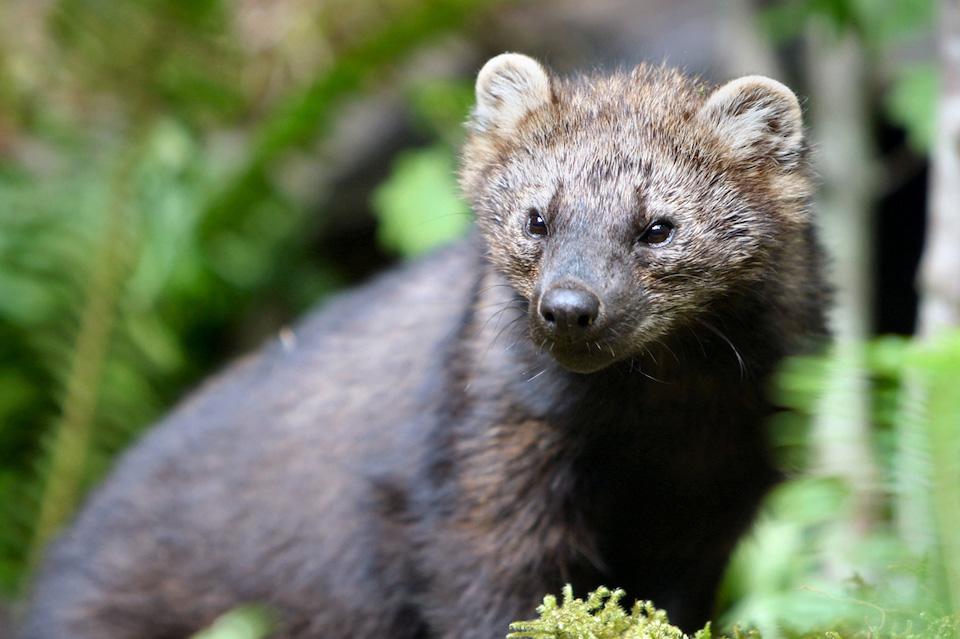 A fisher recovery operation in the Pacific Northwest has been meeting with success/NPS file