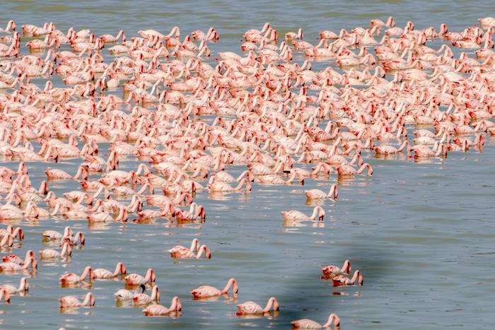 Flamingos/Mark Hendricks 700