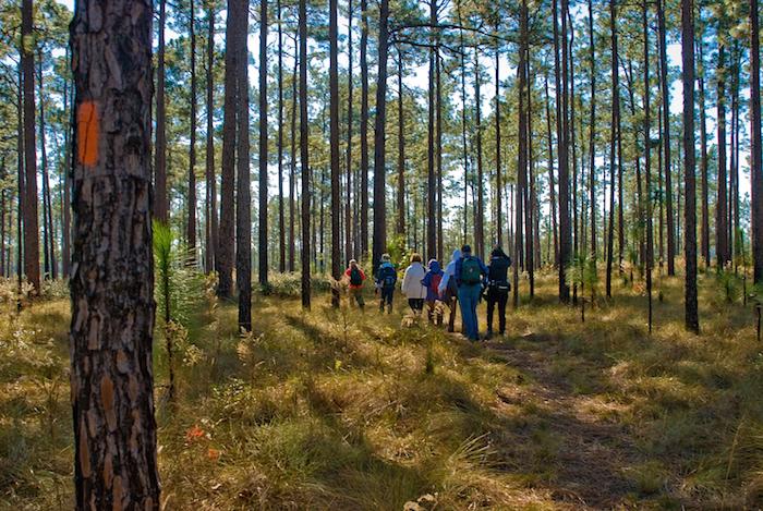 Hikers on the Florida National Scenic Trail/USFS