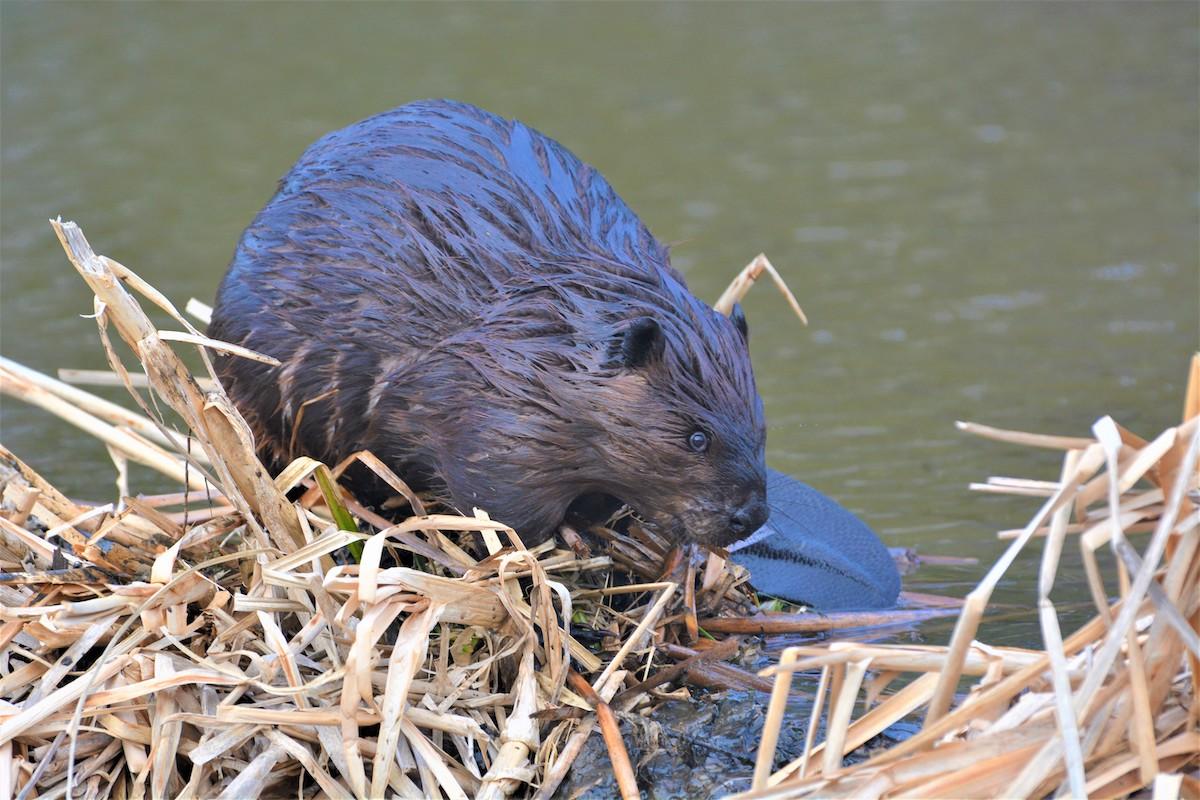 Beavers play a fundamental role in important ecological processes that support rich biodiversity.