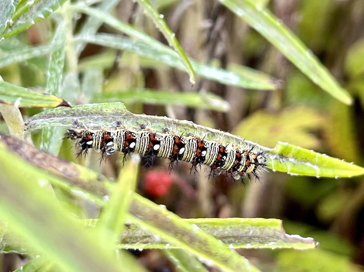 A caterpillar munches on native species in Fundy's pollinator garden.