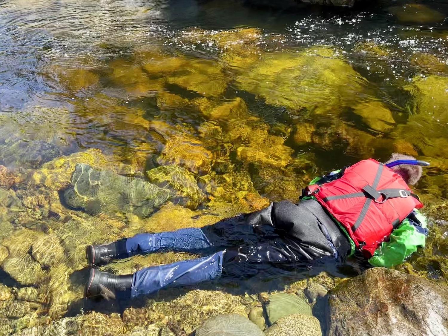 John Robinson searches for salmon in the shallow, clear waters of the Upper Salmon River.
