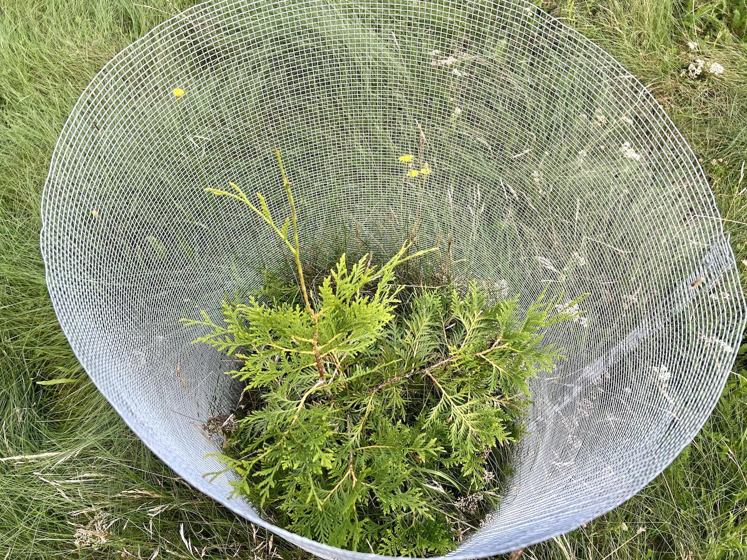 Cedar — one of the four sacred medicinal plants to Indigenous Peoples — is being grown alongside the MacLaren Pond Medicine Trail.