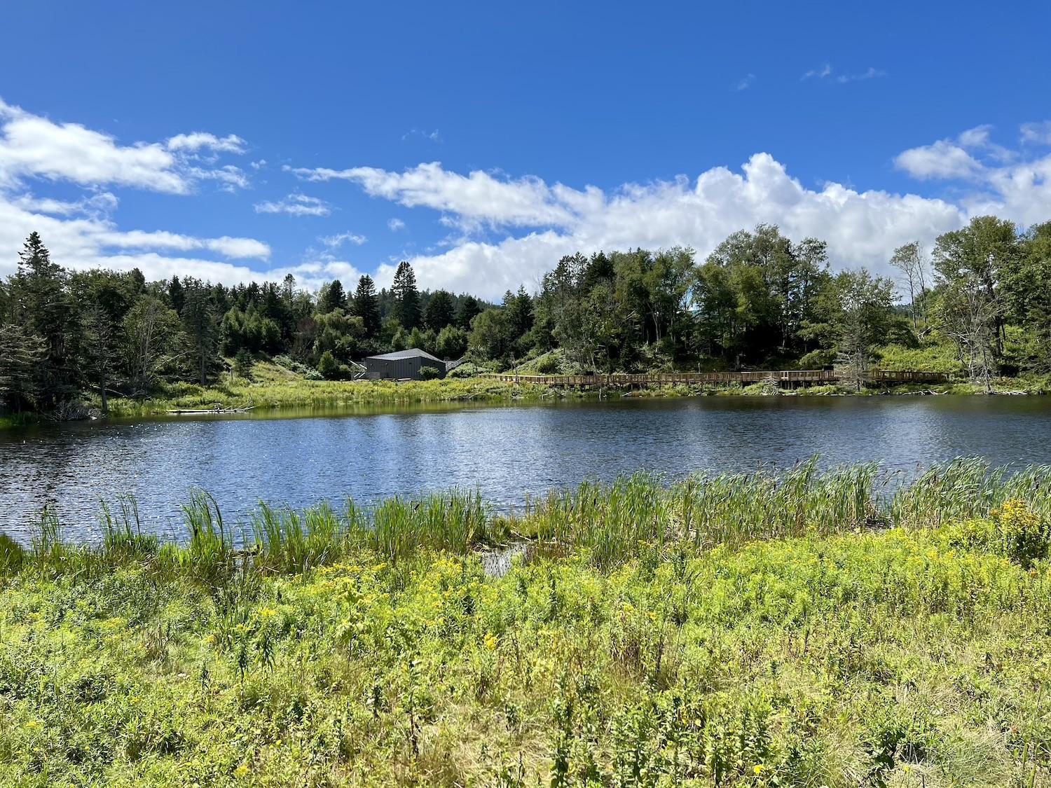 The pond at the MacLaren Pond Medicine Trail has an interesting back story.