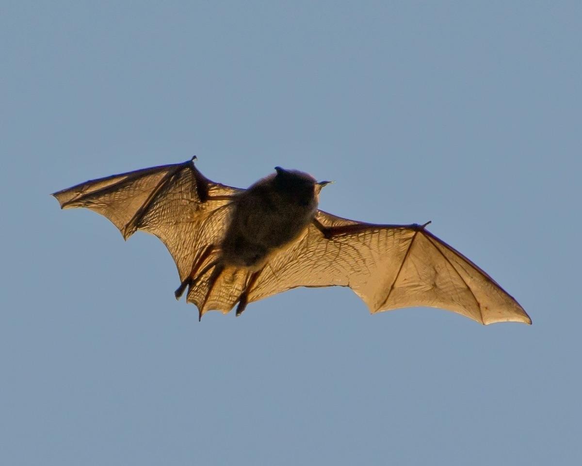 A Little Brown Myotis bat at Fundy National Park.