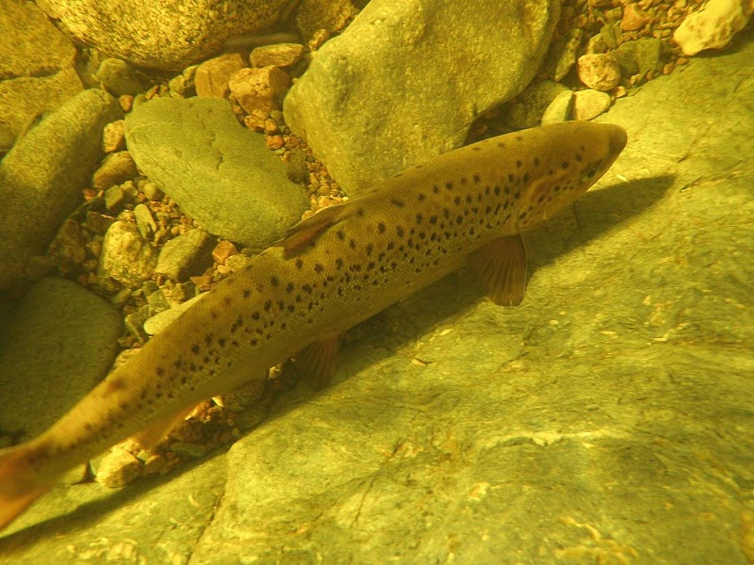 An Atlantic salmon is shown underwater in Fundy National Park.