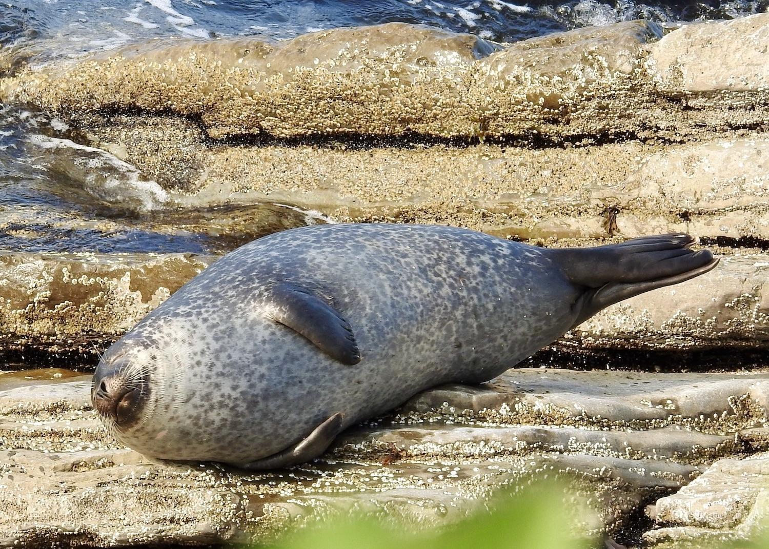 I spot this plump seal sunbathing on the shore of Forillon National Park in September.