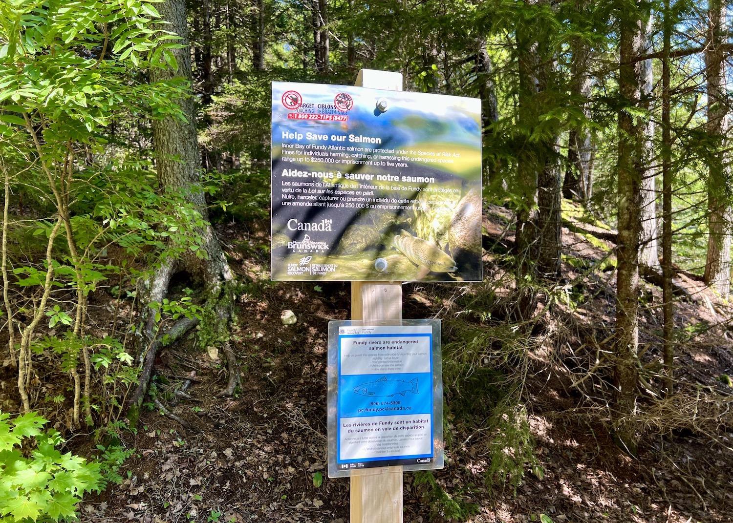 Fundy National Park's hikers are told to report salmon sightings and poachers.