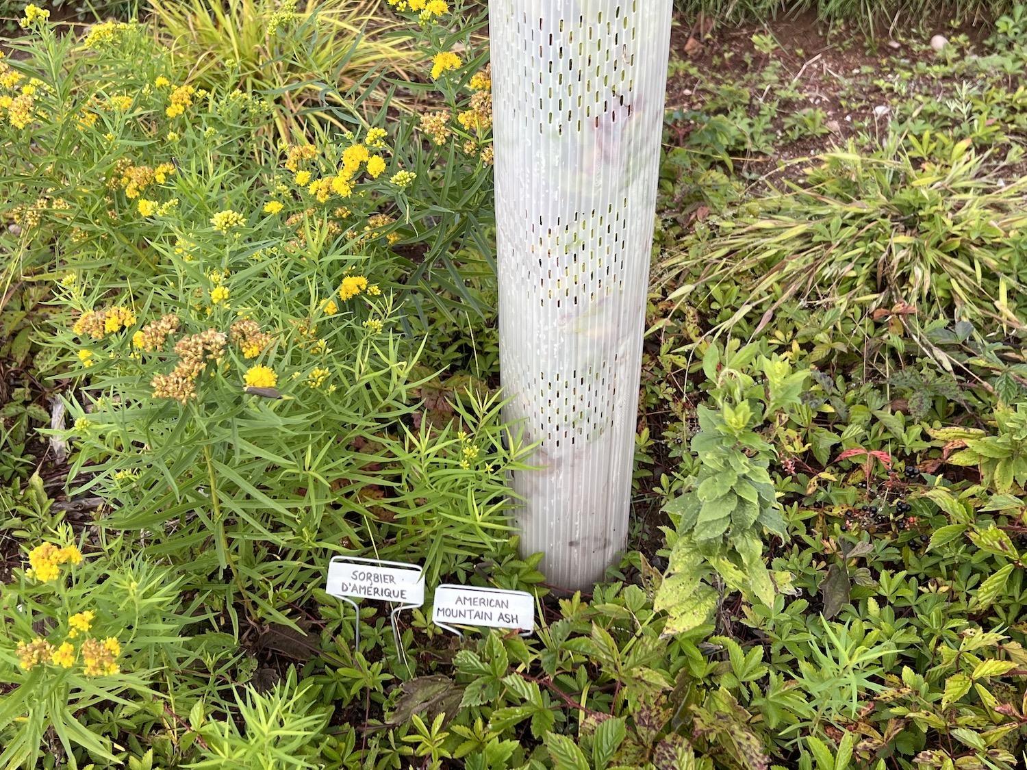 The pollinator garden uses tubes like this to combat browsing deer.