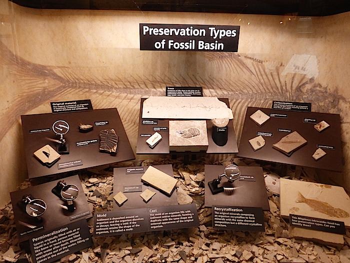 Fossil preservation exhibits at Fossil Butte NM Visitor Center/Scotts 