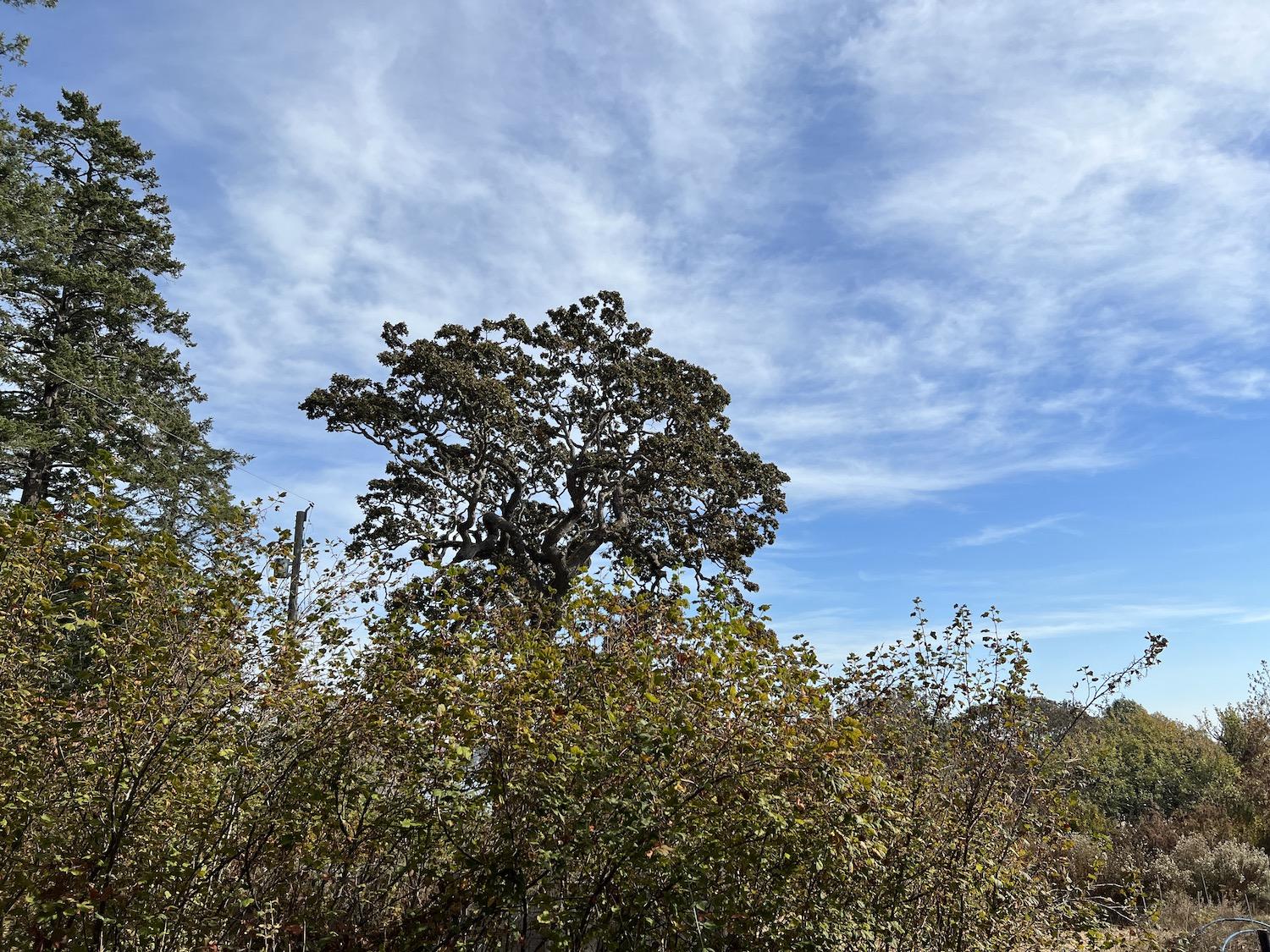 A Garry oak looms in the backdrop behind the Garry Oak Learning Meadow at Fort Rodd Hill.