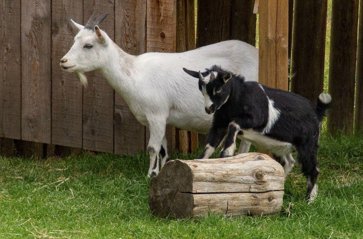 Two goats frolic at Fort St. James National Historic Site in British Columbia.