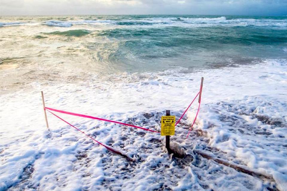 Ocean waves cover a sea turtle nest in Fort Lauderdale, Florida. This photograph was taken during permitted research activities./ Matthew Ware, Florida State University