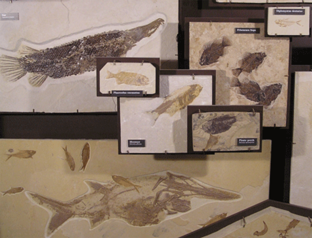 Fossil fish display, Fossil Butte National Monument / National Park Service