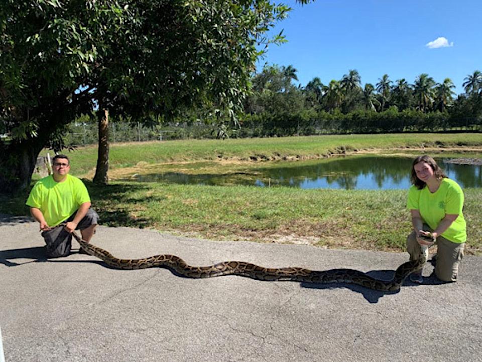 At least 900 Burmese pythons have been removed from Big Cypress National Preserve/Florida Fish And Wildlife Commission