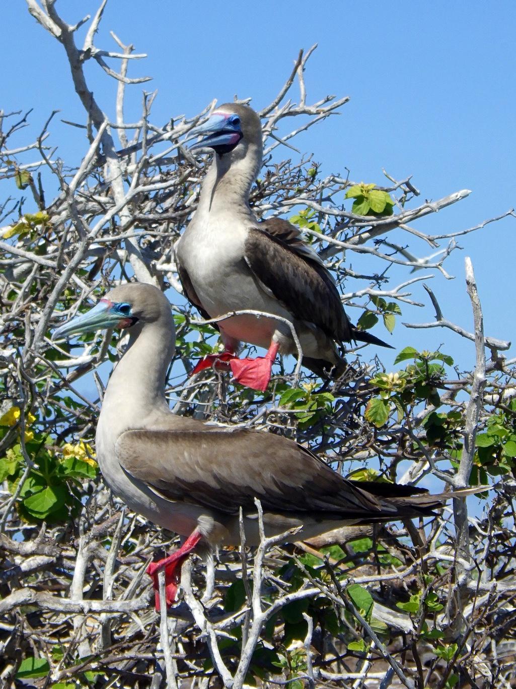 A $100 fee was well worth it to stand in front of red-footed boobies in Galapagos National Park. Would foreign visitors back to pay a surcharge to walk the boardwalk around Grand Prismatic Spring or gaze into the Grand Canyon?/Kurt Repanshek file