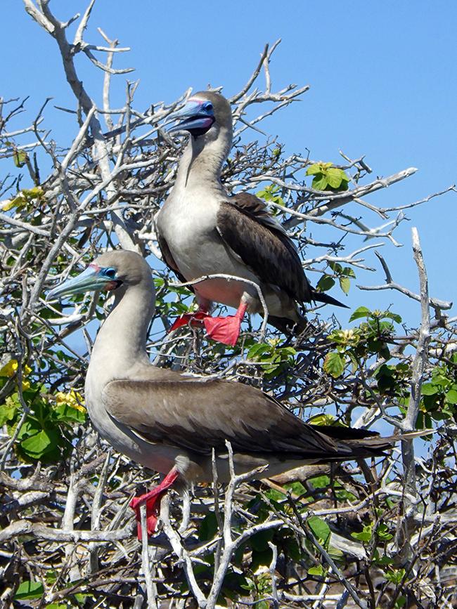 A pair of red-footed boobies, Galapagos Island National Park / Kurt Repanshek
