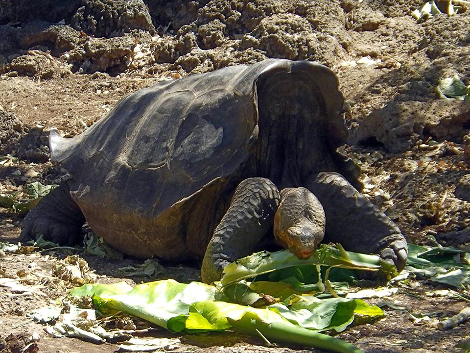 A saddle-back tortoise chowing down, Galapagos National Park / Kurt Repanshek