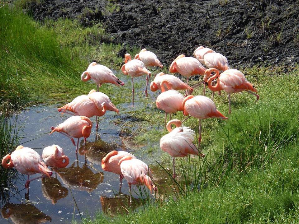What do you call a group of flamingos? Snazzy? Colorful? Galapagos National Parks / Kurt Repanshek