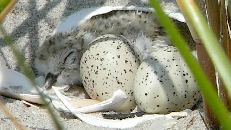 A nesting piping plover has forced the cancellation of the summer concert series at Sandy Hook/NPS