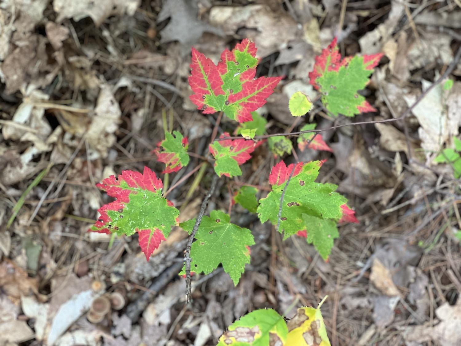 It's well past berry season and into the fall colors when I visited the island park.