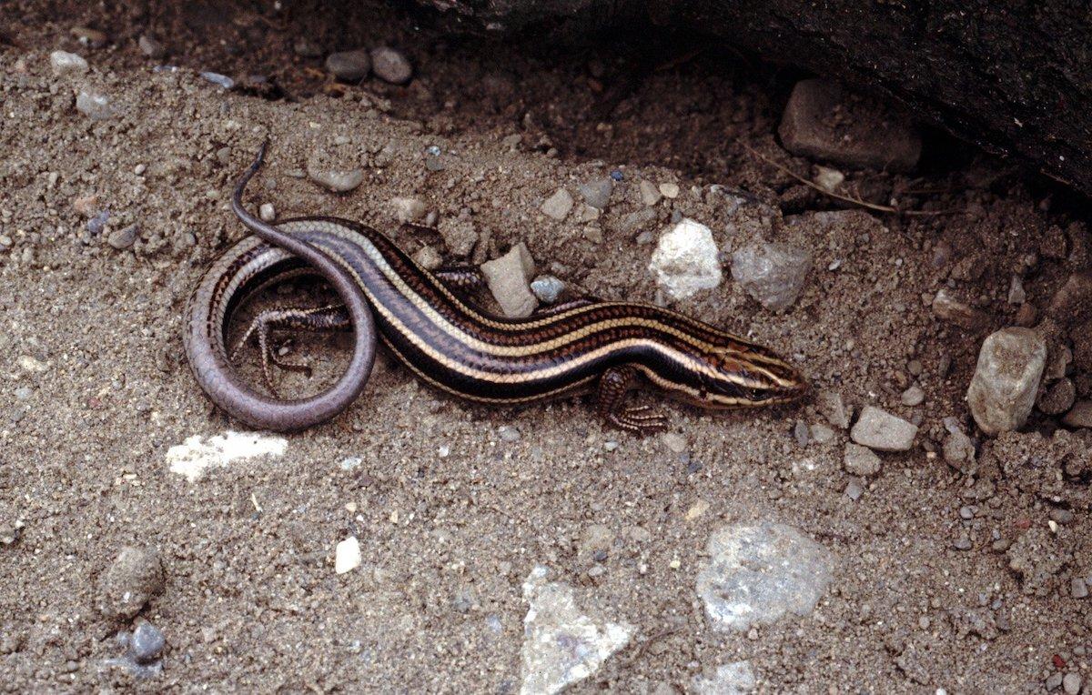 The Five-lined skink is listed as endangered in Canada.