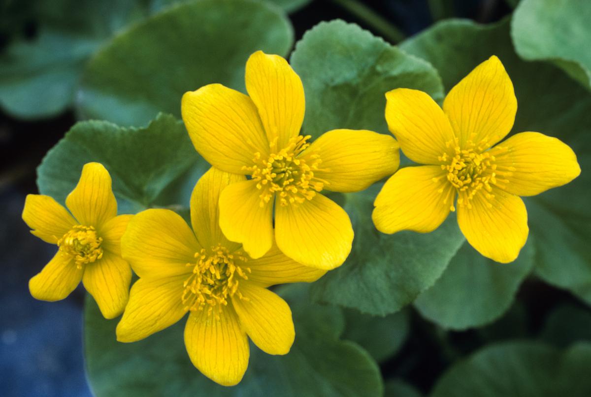 Marsh marigold blooms at Georgian Bay Islands National Park.