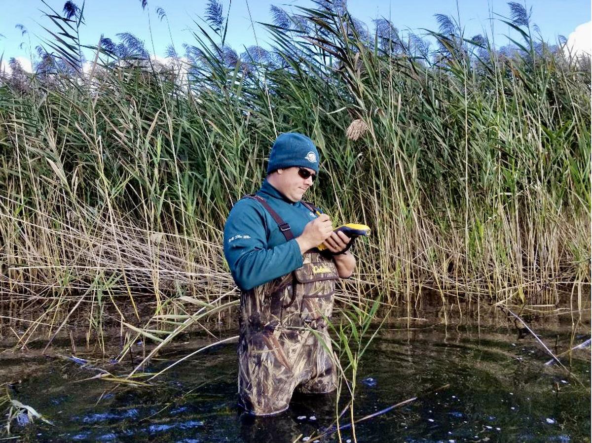 A Parks Canada employee in hip waders helps remove phragmites.