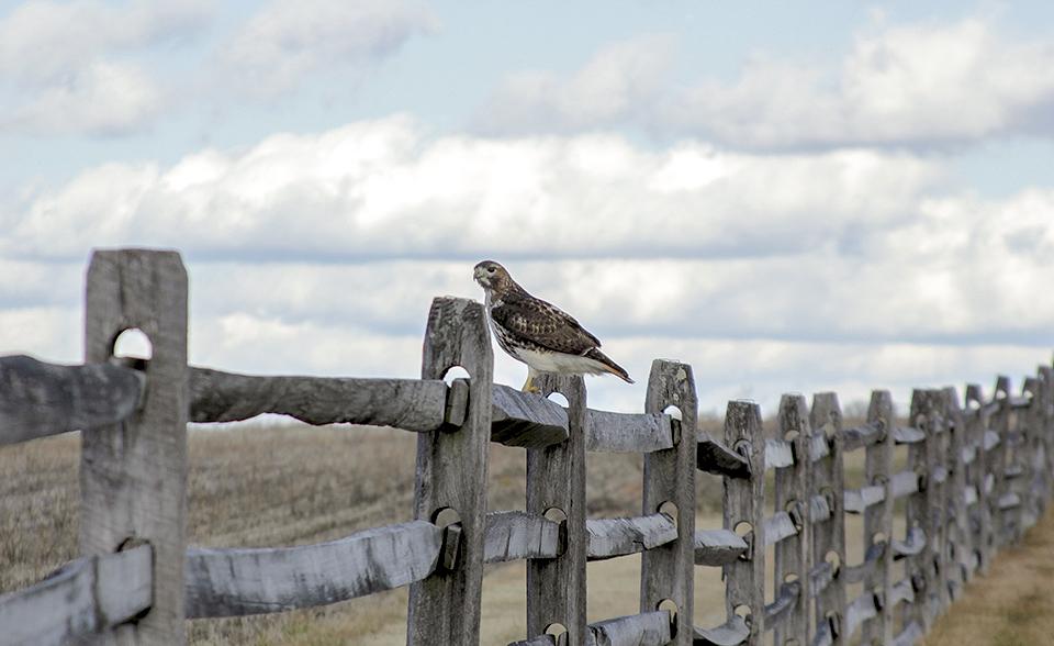 A red tailed hawk sits on the top rail of a fence on the Gettysburg battlefield/NPS