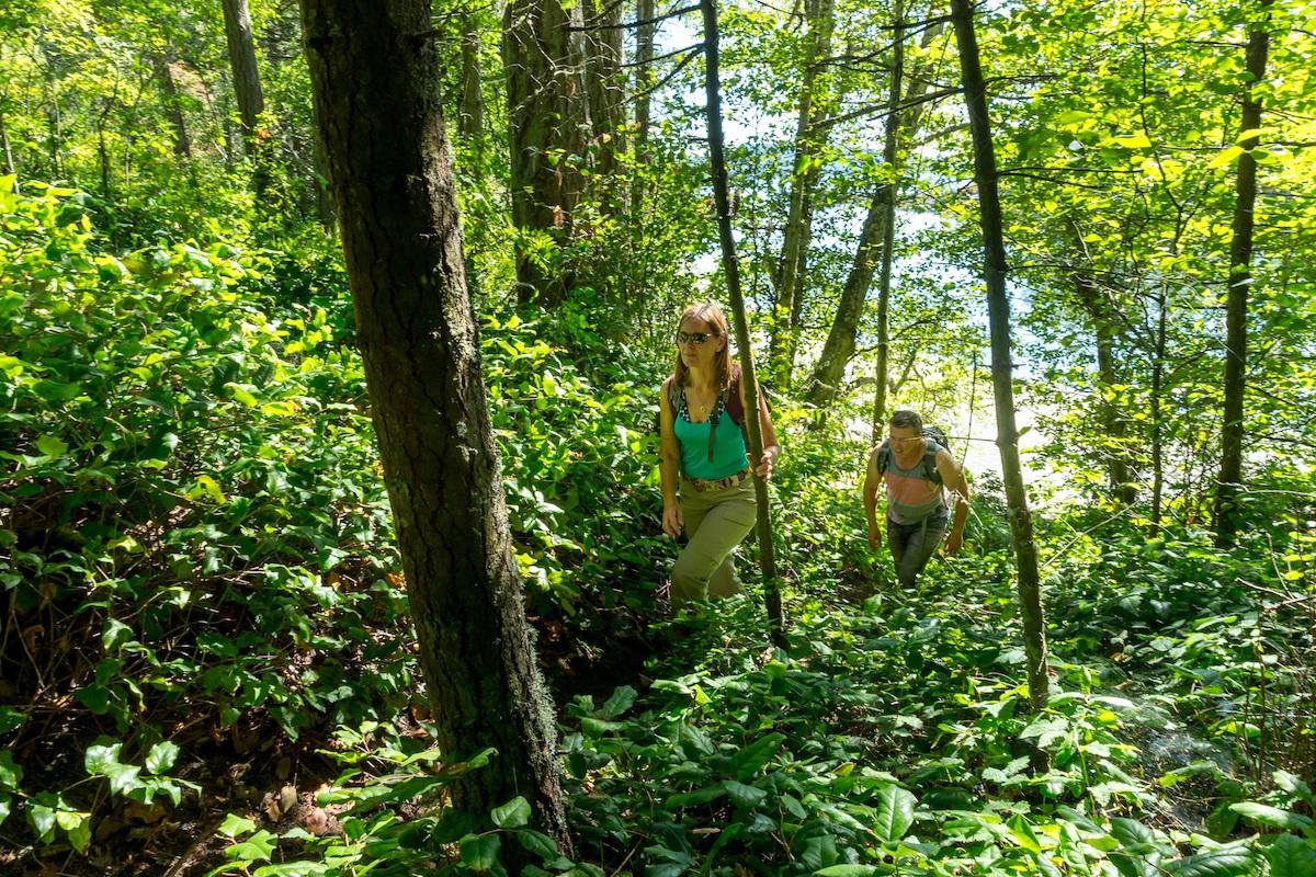 For comparison, this is a healthy forest understory on nearby Portland Island.