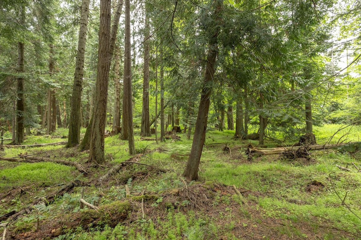 The forest understory on Sidney Island has been heavily impacted by fallow deer.