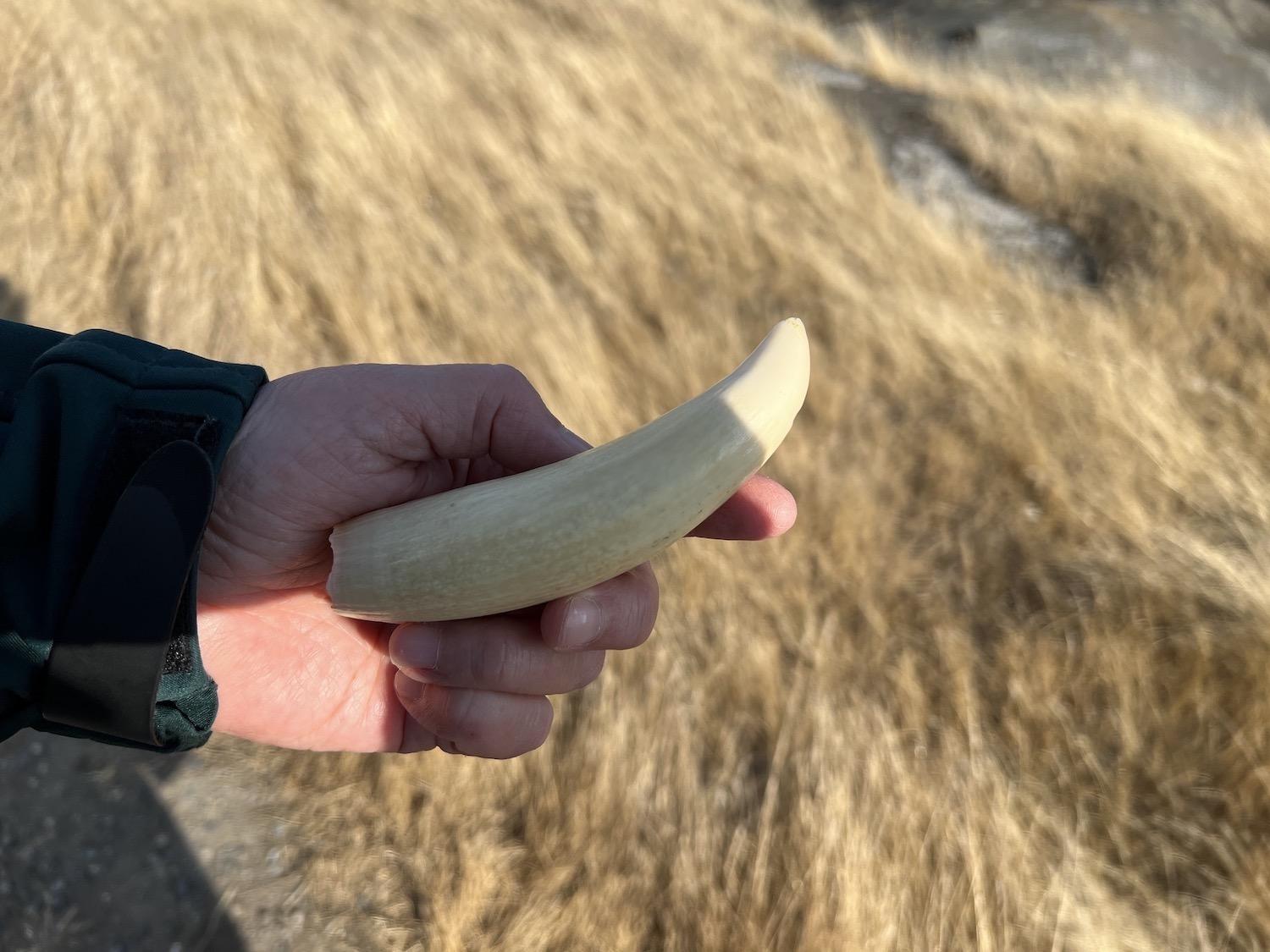 A killer whale tooth is shown by Parks Canada's Athena George.