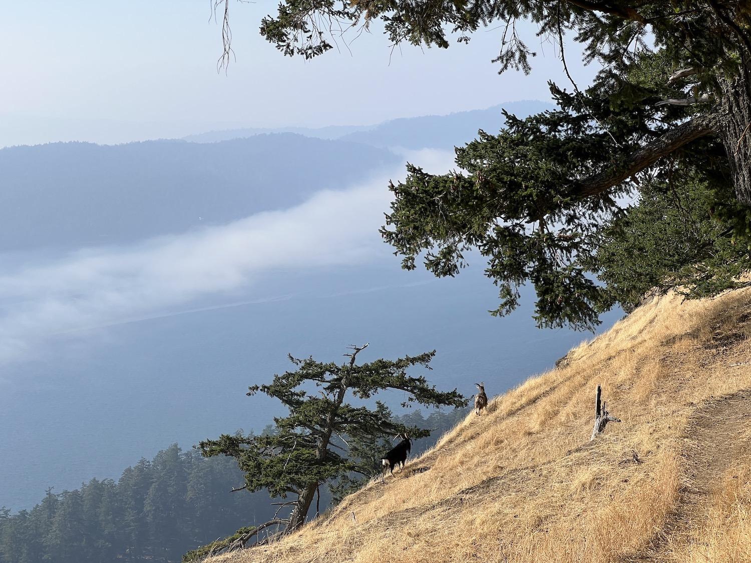 Saturna Island is home to a feral goat herd. Two are shown on Mount Warbuton Pike.