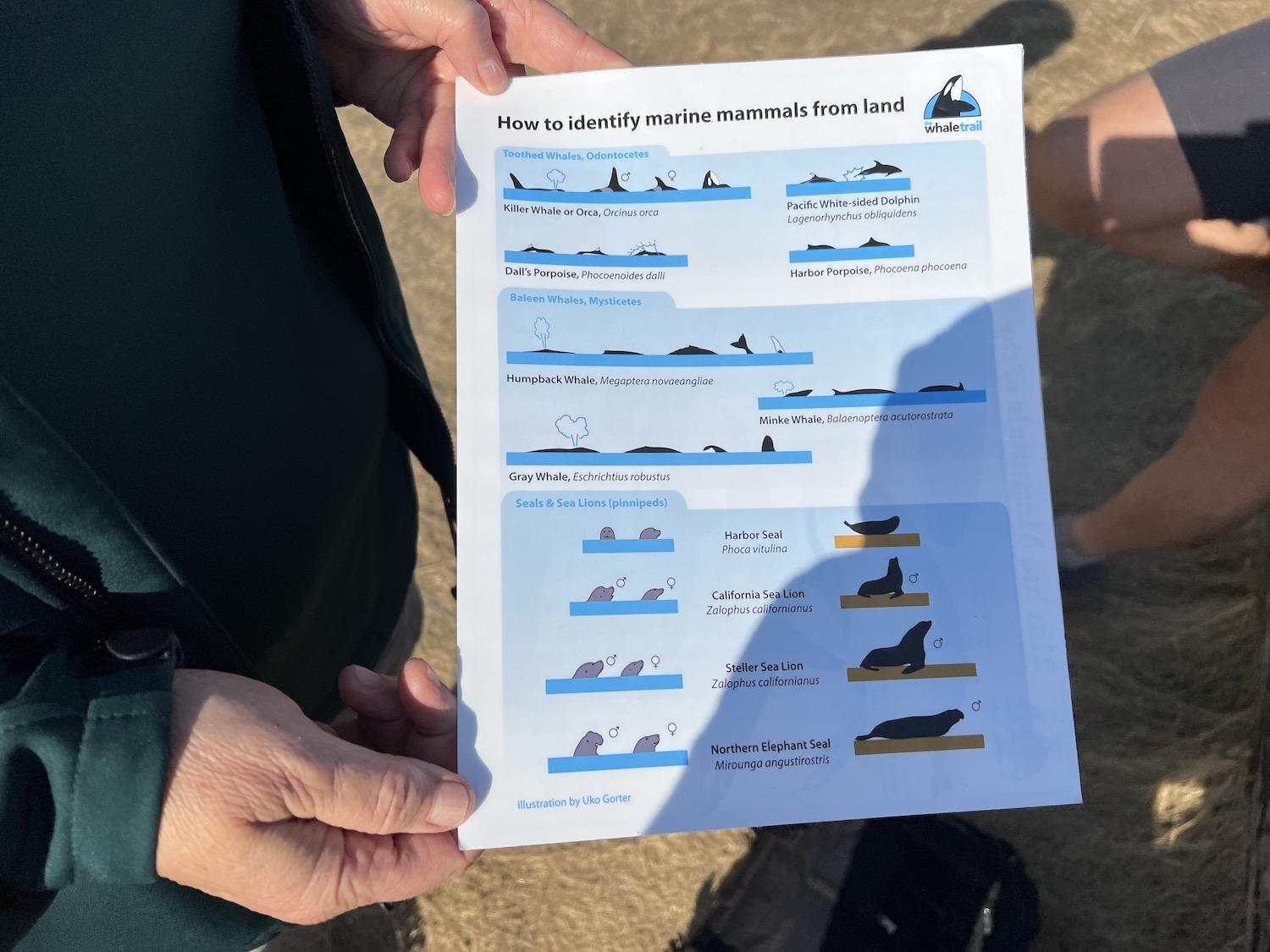 What to look for if you're on shore looking for whales and other marine mammals.