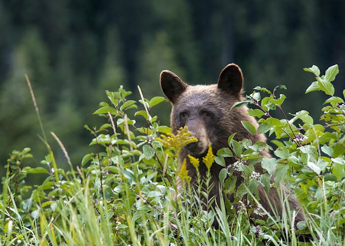 Bear in Glacier National Park/NPS