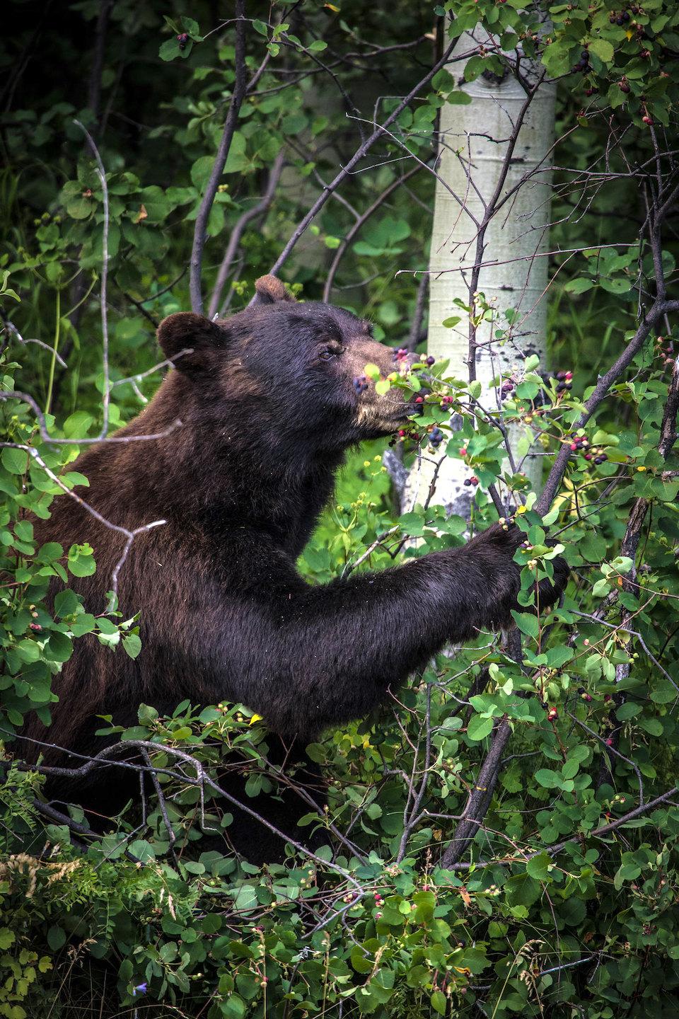 An attempt to haze a black bear out of Many Glacier Campground led to the bear's death/NPS file