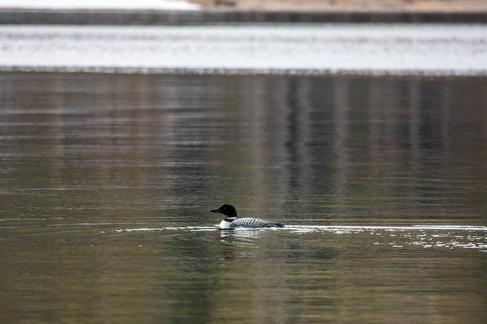 Common loons will be studied in Glacier National Park this summer/NPS file