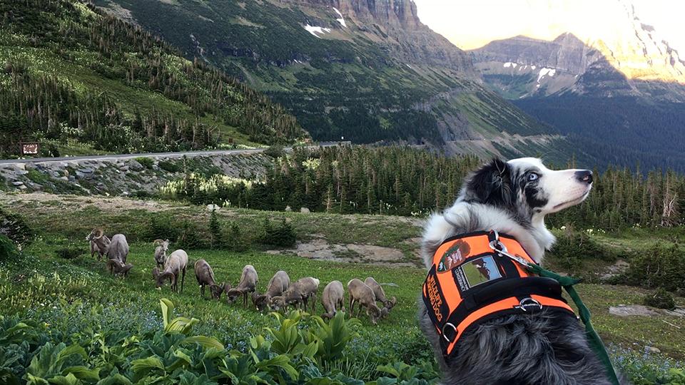 can you bring dogs into national parks