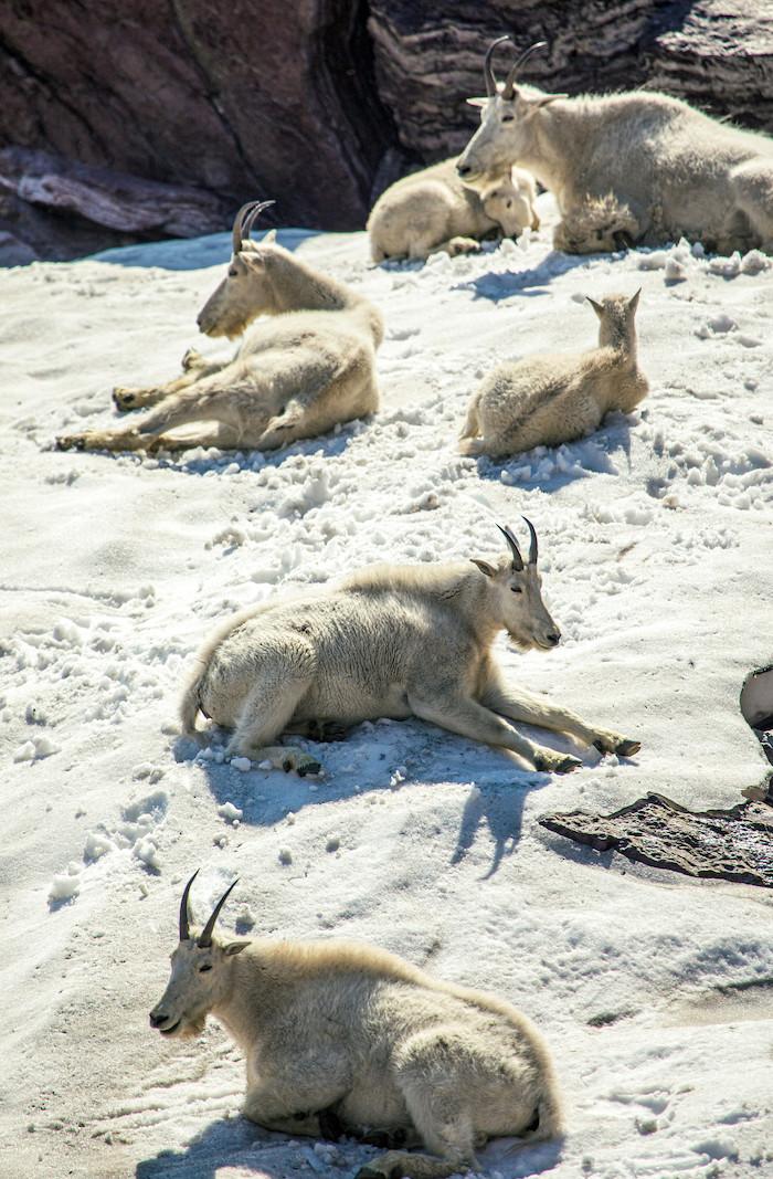 Mountain goats in Glacier National Park rest on snow patches to cool down on hot days. Doing so helps them slow their breathing and conserve energy. Climate change raises temperatures and shrinks snow patches. Researchers worry that these changes could le
