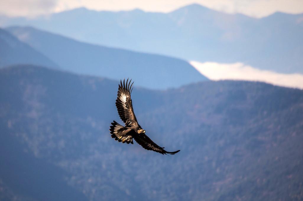 Every autumn, raptors harness the power of the wind to  migrate south for the winter. Look up and you may see them migrating past Mount Brown  now! Golden eagles are the top avian predator in terrestrial ecosystems. The health of an  ecosystem is reflecte