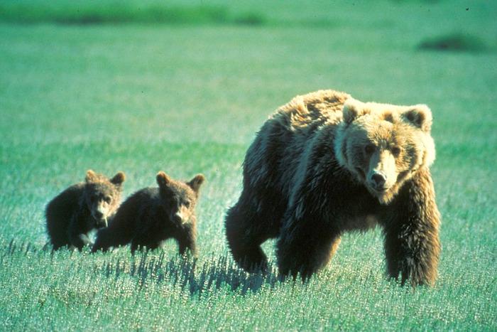 Grizzly bears in Glacier National Park/NPS