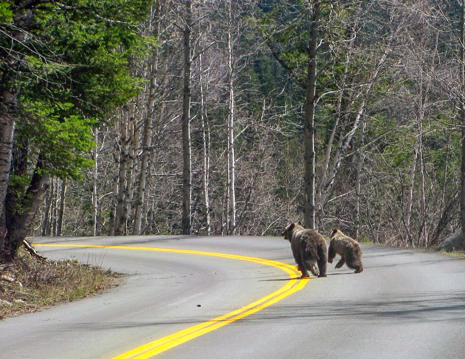 Grizzly bears spotted crossing the road in Glacier National Park/NPS
