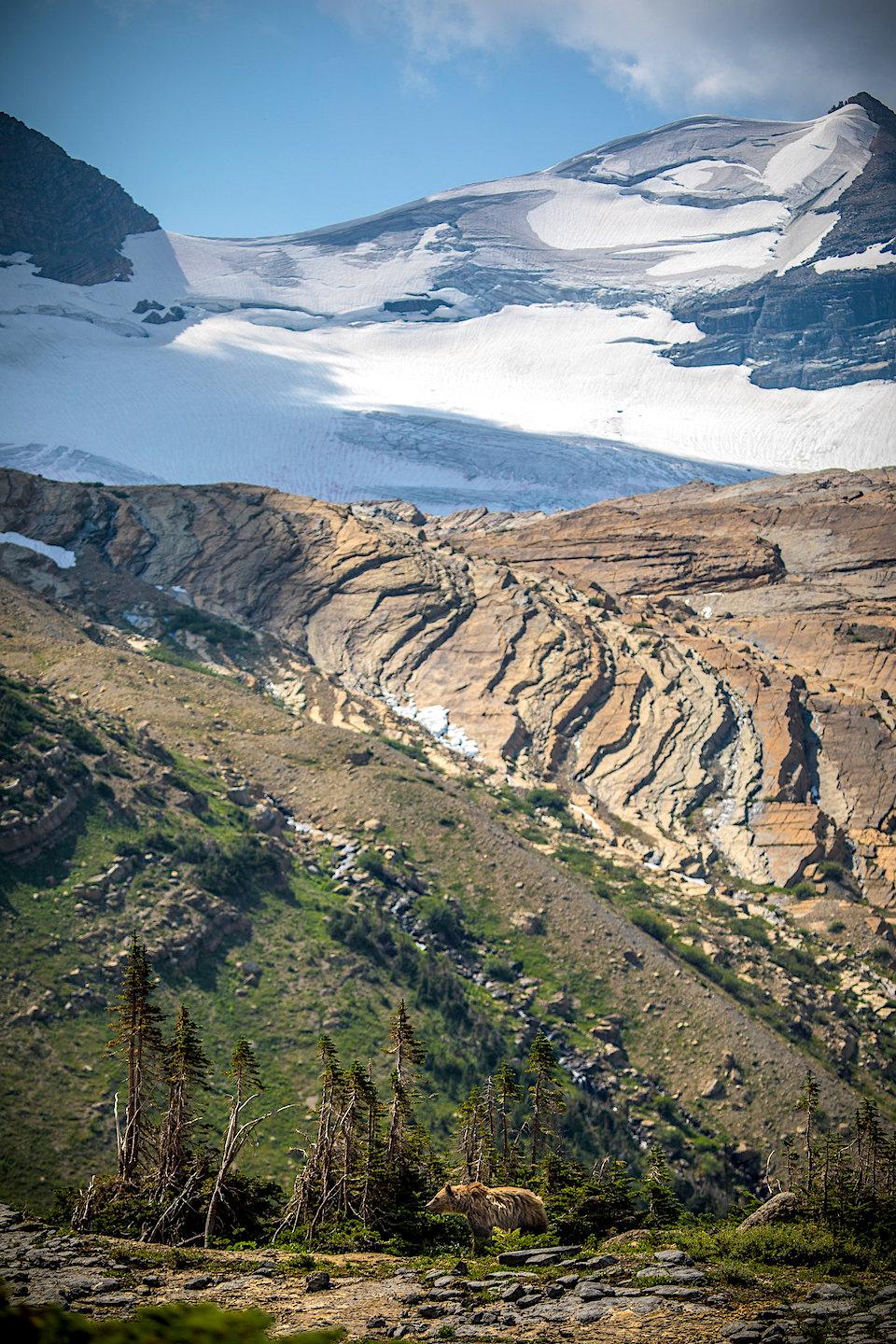 Grizzly bear walks past Sperry Glacier in Glacier National Park/NPS