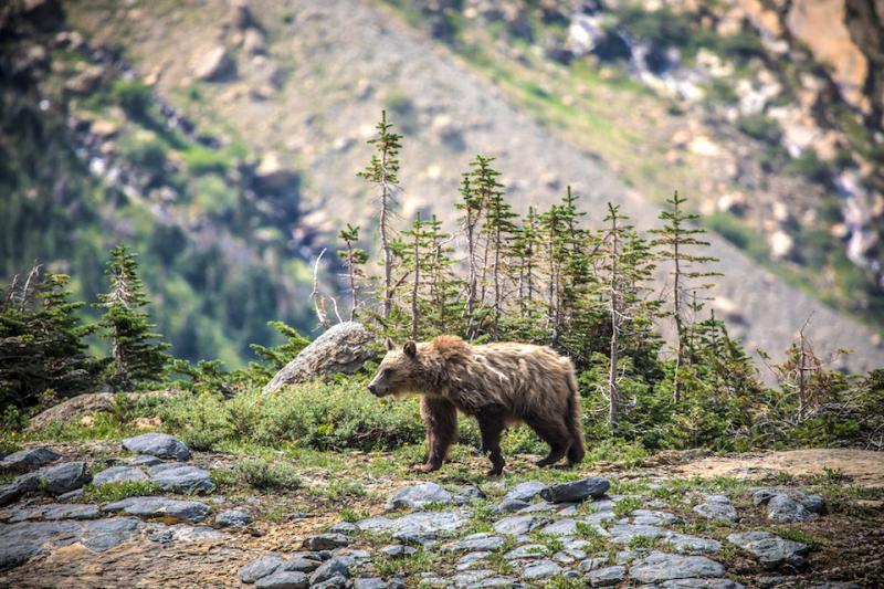 A trail runner collided with a young grizzly about 4 miles down the Huckleberry Lookout Trail in Glacier National Park on Saturday/NPS file