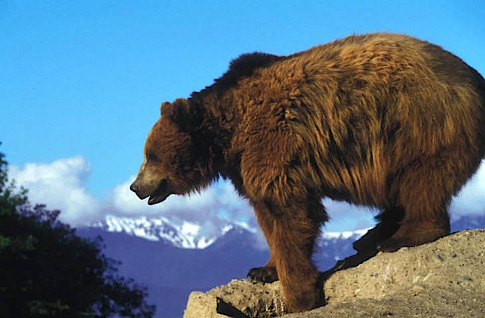 The Center for Biological Diversity is going to court in a bid to force grizzly bear recovery in the North Cascades if Washington State/USFWS file