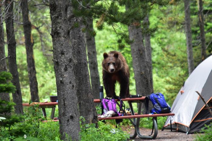 Grizzly bear on picnic table in Many Glacier Campground, Glacier National Park/NPS HO