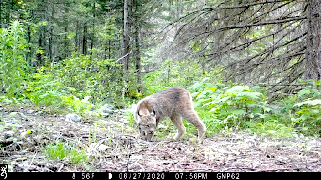image of a Canada Lynx taken by a motion sensitive camera as part of a study conducted in Glacier National Park/WSU, Alissa Anderson